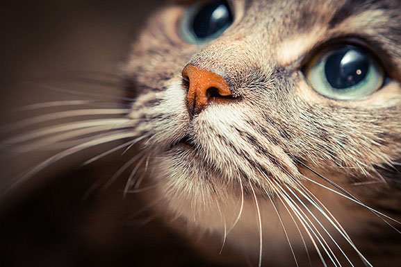 猫の写真