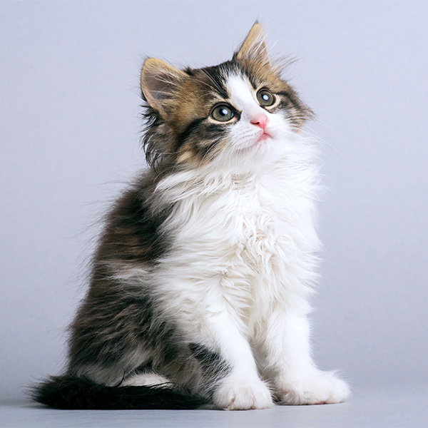 猫のゆずの写真