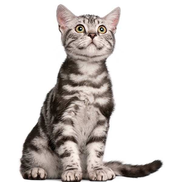 猫のちくわの写真