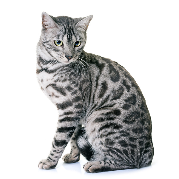 猫のこはくの写真