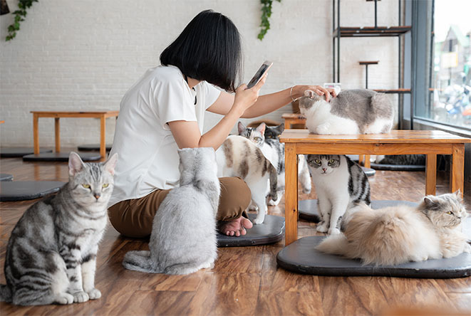 猫カフェの様子