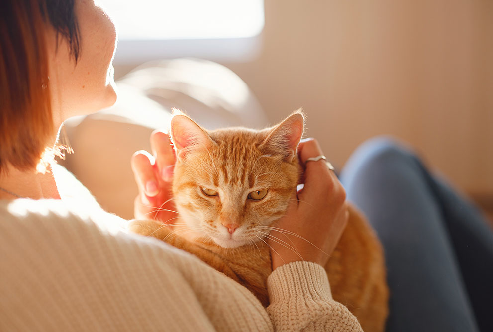 猫と人の写真